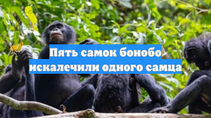 Пять самок бонобо искалечили одного самца