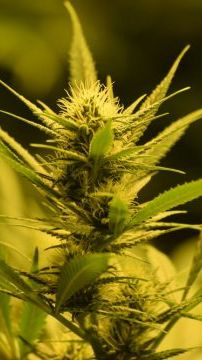 задержали травакура смотреть онлайн