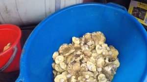 СБОР ГРИБОВ РОСТОВСКАЯ ОБЛАСТЬ.СБОР 20.11.2025