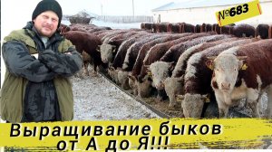 Как выращивать быков от А до Я. Полная гид для начинающих. Омская деревня.