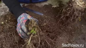 Когда и как делить флоксы