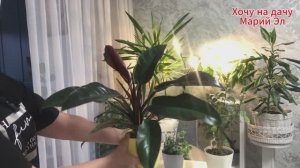 Как выглядят комнатные цветы на момент покупки и спустя год