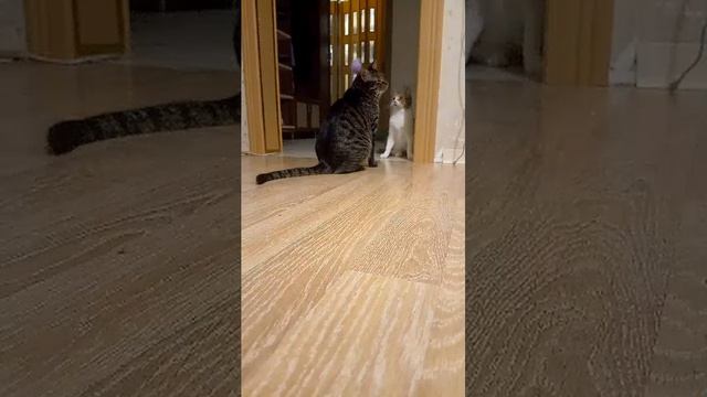 Коты и Игрушка смотреть онлайн