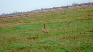 ЧУТЬ СОБАКУ НЕ ЗАСТРЕЛИЛИ !!! ЖИРНАЯ ОХОТА !!!