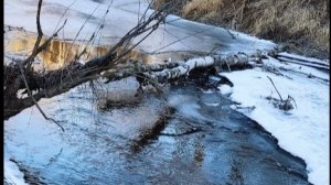 Канадский волк - гибрид. 22 ноября, первый лёгкий мороз, минус 15