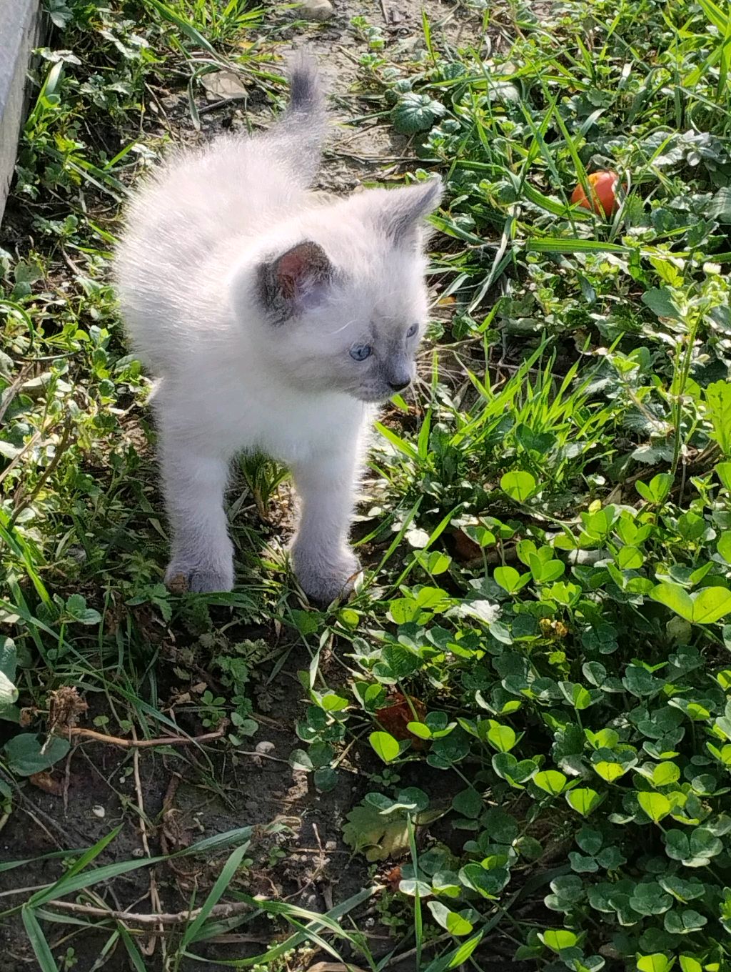 гуляем смотреть онлайн