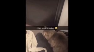 ТИК_ТОК__МЕМЫ