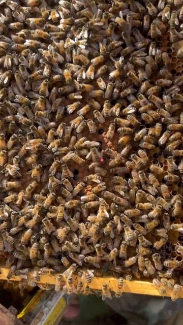 Маточка Бакфаст 2023 #сибирь #бакфаст #шортс #shorts #пчёлы #мёд #пчеловодство #пасека #пчелы смотреть онлайн