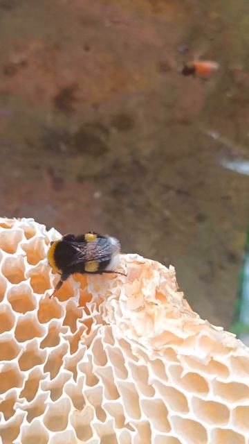 Шмель кушает мёд #сибирь #бакфаст #шортс #shorts #пчёлы #мёд #пчеловодство #пасека #пчелы смотреть онлайн