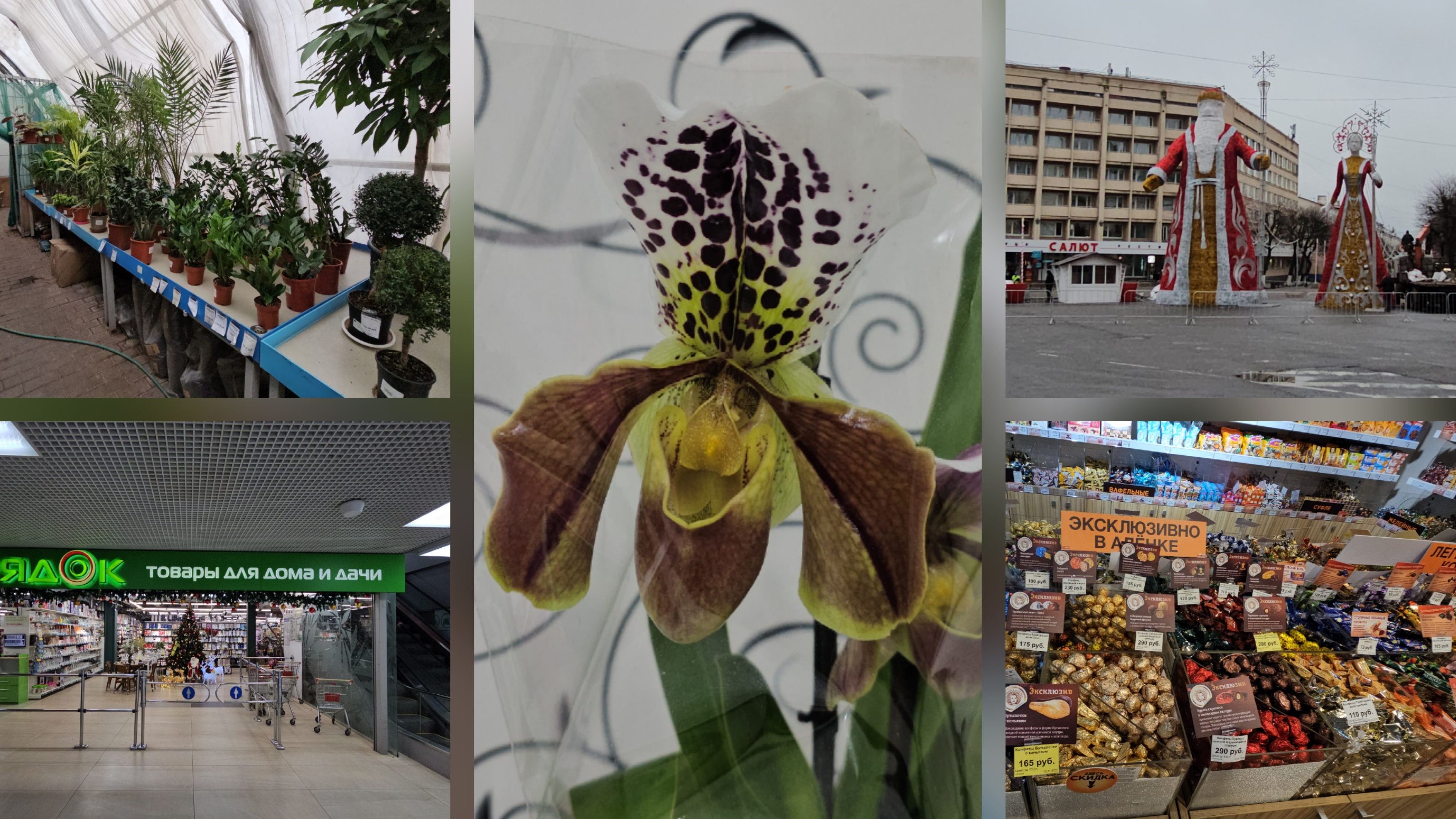 22.11.2025 г Орхидея/ Комнатные растения/ Подарки/ Центральная ёлка/ Центральная площадь смотреть онлайн