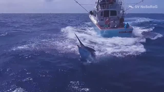 Почему у рыбаков всего мира Голубые марлины из рода Макайры (Makaira) являются престижной добычей ?