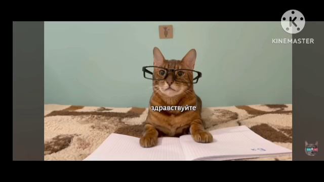 котинет все серии 2 сезон 1-6 за одну секунду смотреть онлайн