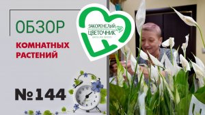 Редкие монстеры, фикусы, филодендроны, орхидеи, сезонные растения. Распаковка и обзор растений №144.