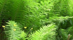 Летний день в лесу. 02