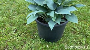 Синяя хоста Халцион (Halcyon), одна из старейших в моем саду