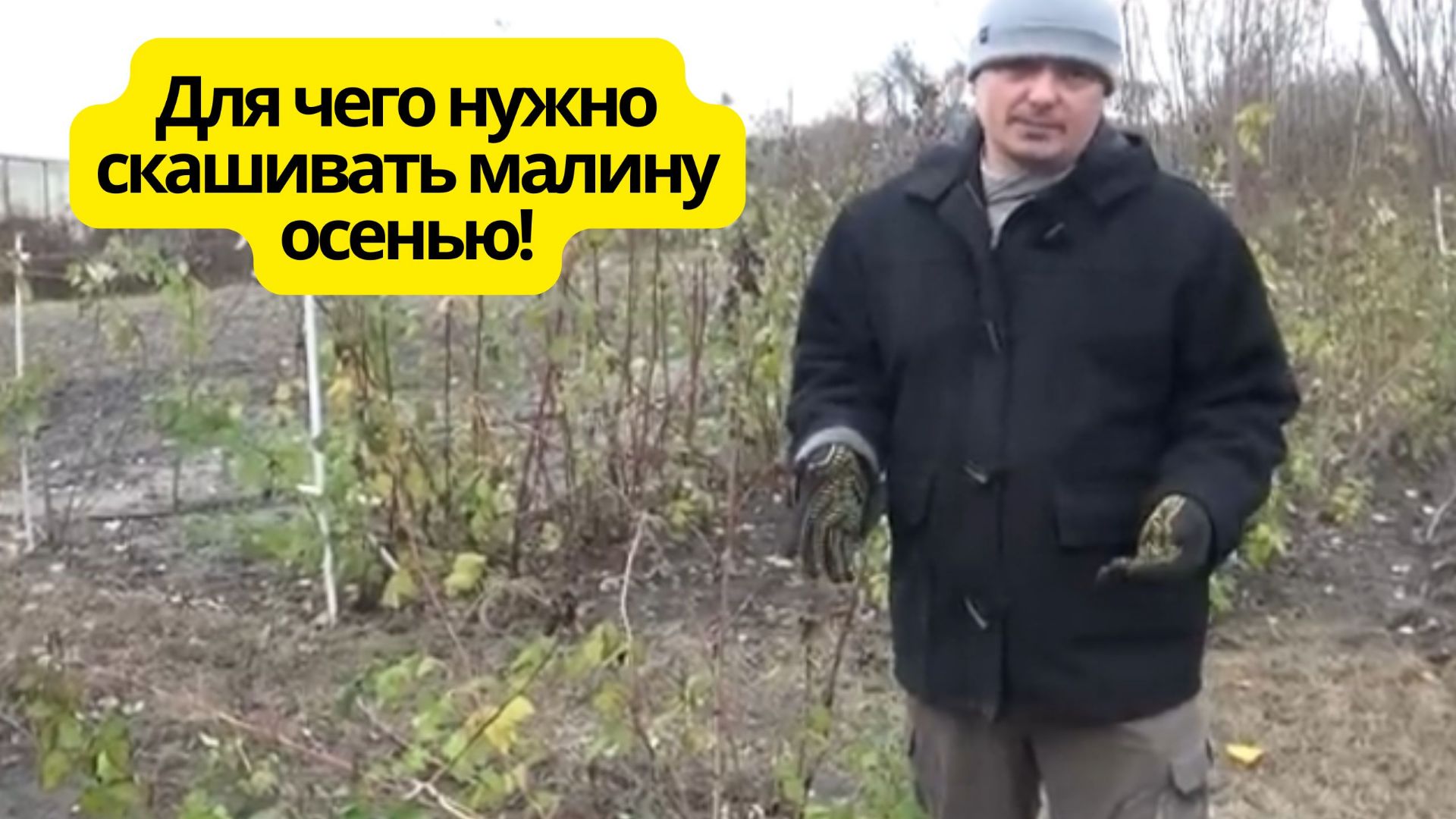 Правильное скашивание ремонтантной малины осенью.! смотреть онлайн