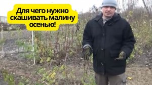 Правильное скашивание ремонтантной малины осенью.!