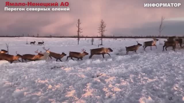 Новости Сегодня 22.11.2025 - Цунами Россия, Москва Ураган, Украина, Катаклизмы смотреть онлайн