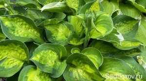 Яркая, контрастная хоста Sunset Grooves (Сансет Грувс)