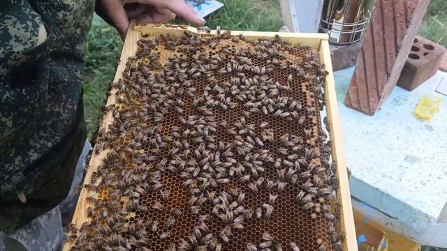 Осмотр семьи через 1,5 месяца после формирования пчелопакета смотреть онлайн