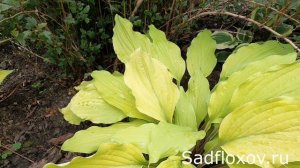 Желтая хоста Липстик Блонди (Lipstick Blondie)