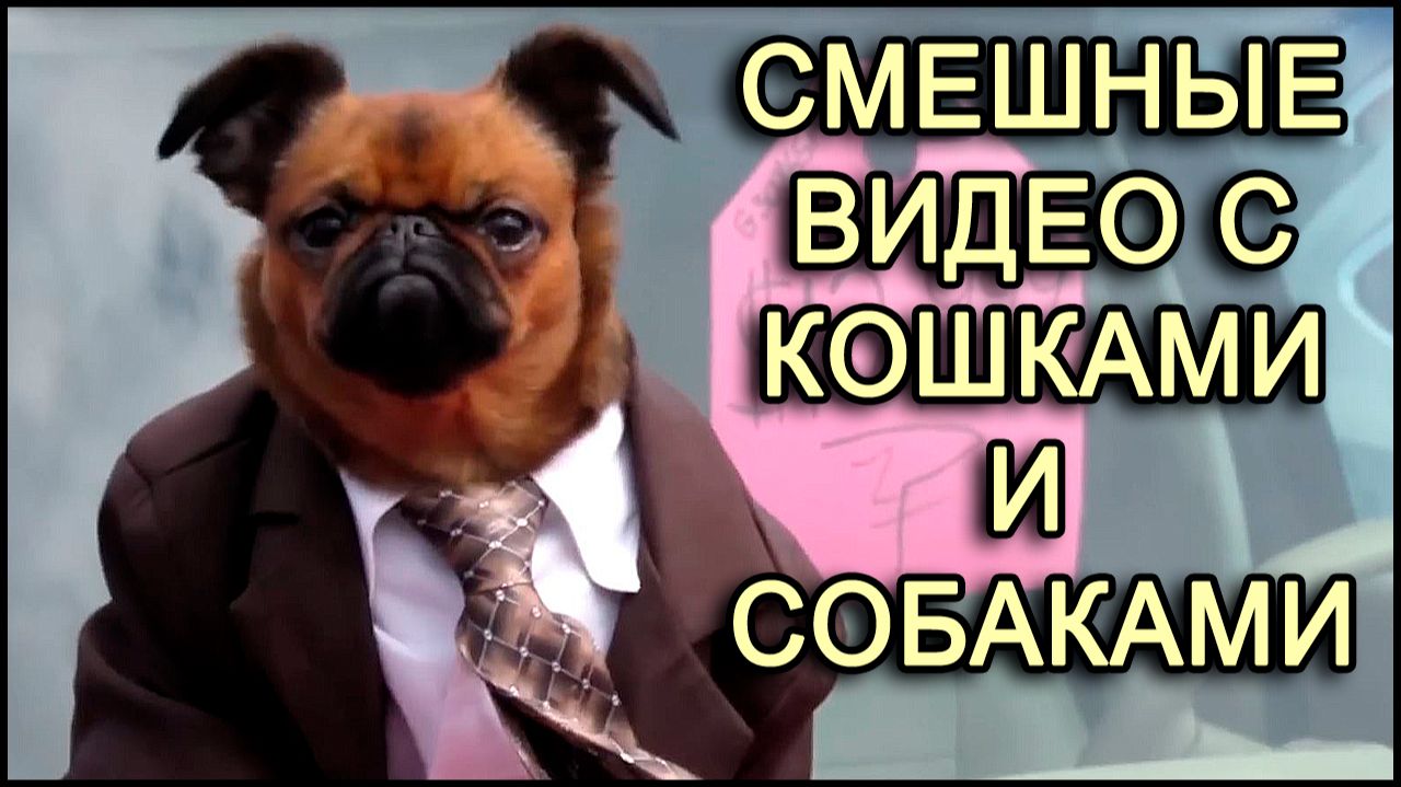 Прикольные видео. Смешные кошки и собаки.