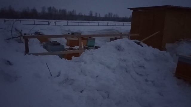 27 февраля 2020 Выставка из омшанника смотреть онлайн