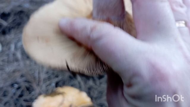 ✅В лес за грибами, муж, зать и я🙋22.11.25 смотреть онлайн