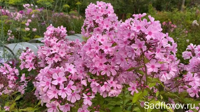 Светло-розовые флоксы. Видео из серии Цвета флоксов смотреть онлайн