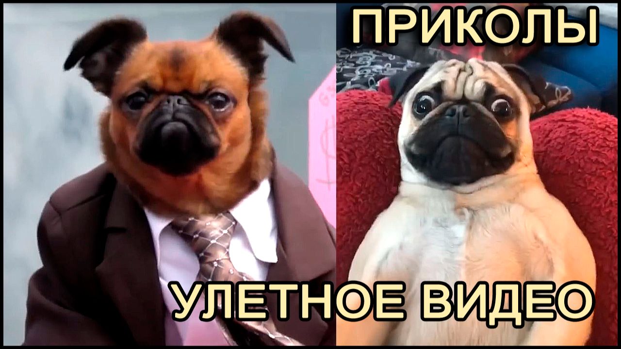 Прикольное видео кошки и собаки. Смотреть видео приколы