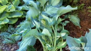 Сравниваем хосты Golden Meadows и Guardian Angel