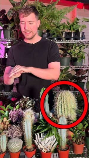 Настоящее или Торт за $10,000