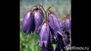 Колокольчики. Секреты ухода и посадки