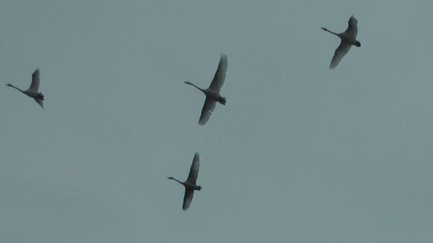 Лебеди над рекой! смотреть онлайн