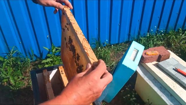 Материал Бакфаст от братьев Соловьёвых смотреть онлайн