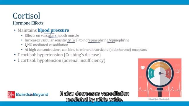 6.Adrenal Glands смотреть онлайн