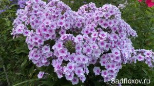 Флокс Весенний Поцелуй моей селекции