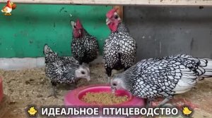 Идеальное птицеводство достойно восхищения 🐓🦆🦢🦚🦃🐔 эпизод (406)