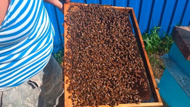 Получение маточек Бакфаст и осмотр отводков смотреть онлайн