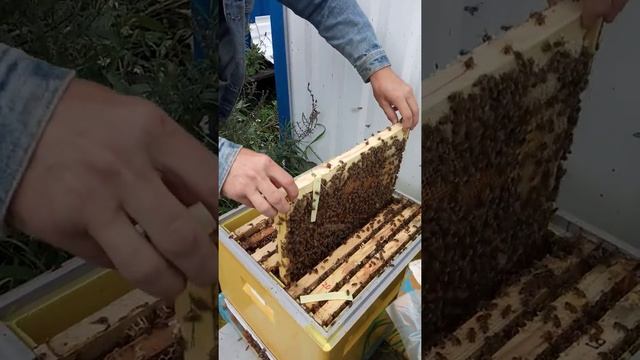 Бакфаст в Сибири Новосибирск смотреть онлайн