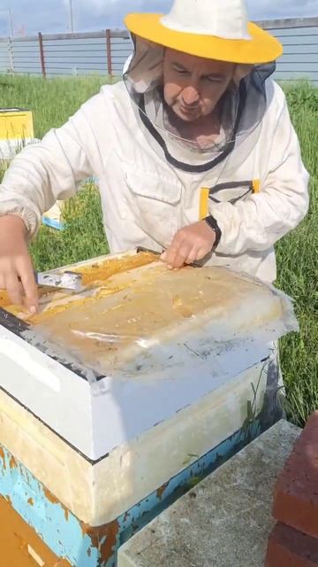 Свежий сотовый мёд #сибирь #бакфаст #шортс #shorts #пчёлы #мёд #пчеловодство #пасека #пчелы смотреть онлайн
