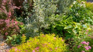 Растения для заполнения пустот в клумбах и для высадки по бордюру.