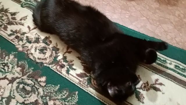 Забавная кошечка смотреть онлайн