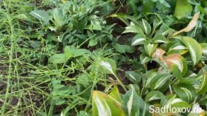 Хосты в октябре или какие деленки хост мы высылаем заказчикам