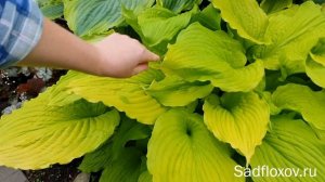 Прекрасная, Танцующая Королева! Хоста Дансинг Куин (Dancing Queen), в моем саду