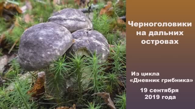Черноголовики на дальних островах! Дневник грибника 19 сентября 2019 года смотреть онлайн