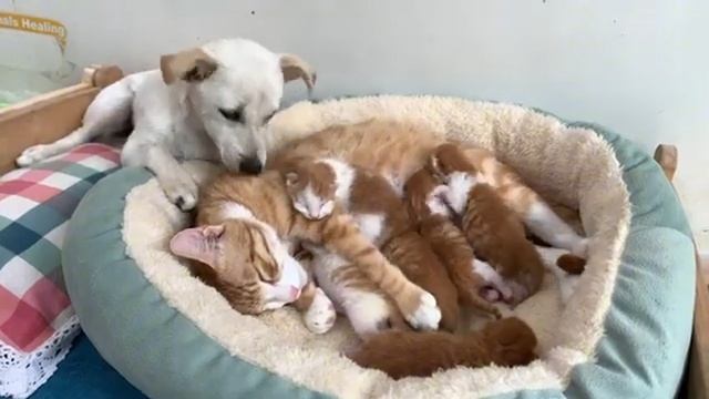 Петух заподозрил, что щенок украл шестерых котят (2025 год) смотреть онлайн