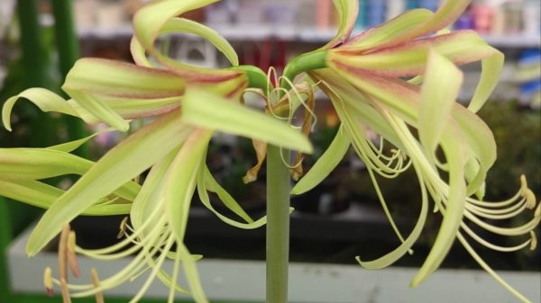 22-11-2025.Гиппеаструм Juniper..разделение на деток.