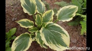 Хоста Лейксайд Пейсли Принт и  ее потомки