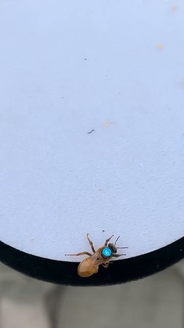 Золотая матка Бакфаст #сибирь #бакфаст #шортс #shorts #пчёлы #мёд #пчеловодство #пасека #карника смотреть онлайн